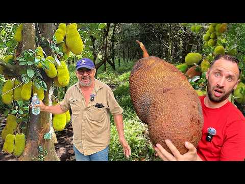 Ferma de FRUCTE EXOTICE a unui ROMÂN în AUSTRALIA – AȘA CEVA n-am văzut în VIAȚA MEA!