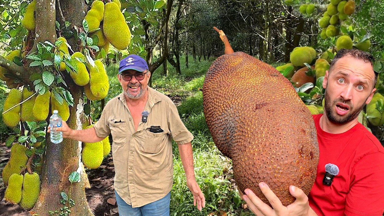 Ferma de FRUCTE EXOTICE a unui ROMÂN în AUSTRALIA – AȘA CEVA n-am văzut în VIAȚA MEA!