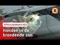 Dieren in het nauw | Spraakmakend Brabant