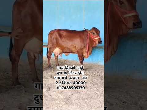 Sahiwal Cow For Sale 📞 7488905370 #sahiwal #hfcow #gircow #cow #buffalo #dairyfarm #video #viral
