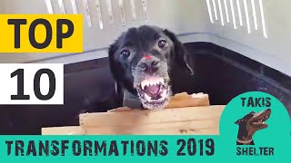 Top 10 most amazing animal rescue transformations of 2019 - Takis Shelter