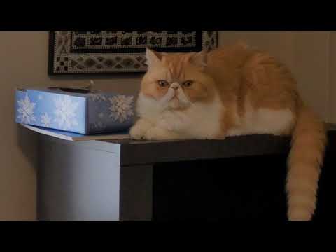 My cat reacting to Tarek Fatah's death