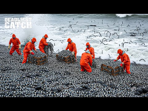 How Japan Catches $10 Million of Venomous Sea Snakes in Deadly Waters |  Fishing Documentary