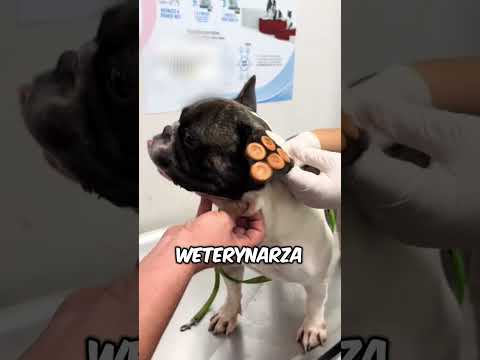 Co to za dziwne guziki na uszach ?