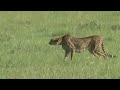 Cheetah High Speed Gazelle Hunt CLASSIC WILDLIFE