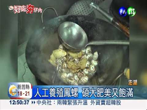 澎湖養殖鳳螺 料理秘訣大公開