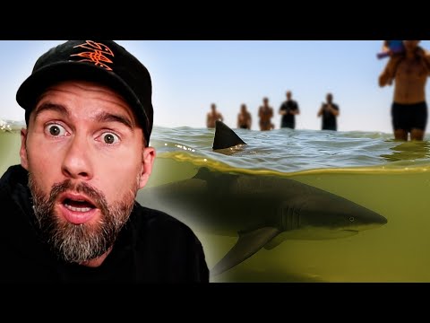 Haie mitten unter Kindern - Taucher Stirbt durch Hai-Angriff in Israel | Robert Marc Lehmann