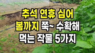 추석 연휴 심어 봄까지 쭉~ 끝도없이 수확해 먹는 대박작물 5가지
