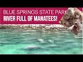 What To Do In Florida Blue Springs State Park Manatees Best Things To Do In Central Florida