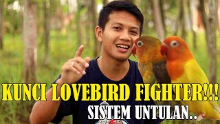 Download lagu SETINGAN LOVEBIRD FIGHTER UNTULAN/PASANGAN !!! mp3