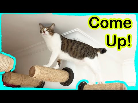 Cat Friendly House (Catification: Multi Cat Household for 7)