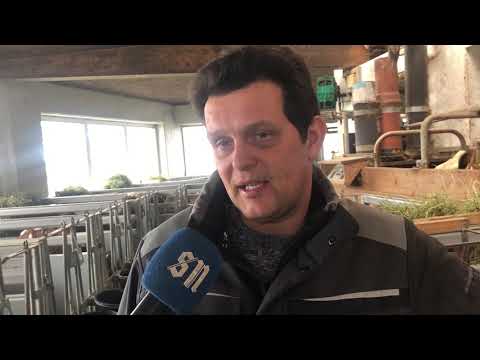 Wie ein Pongauer Landwirt mit gesextem Samen Kälberleid verhindert