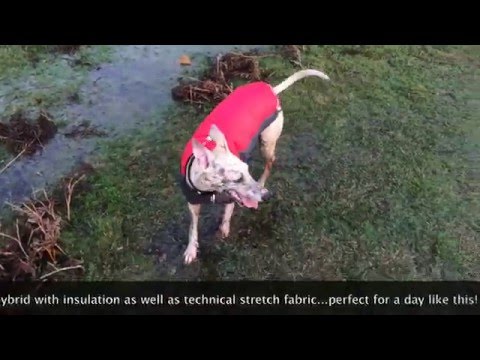 'Dirty Face' by Happy Hotdogs