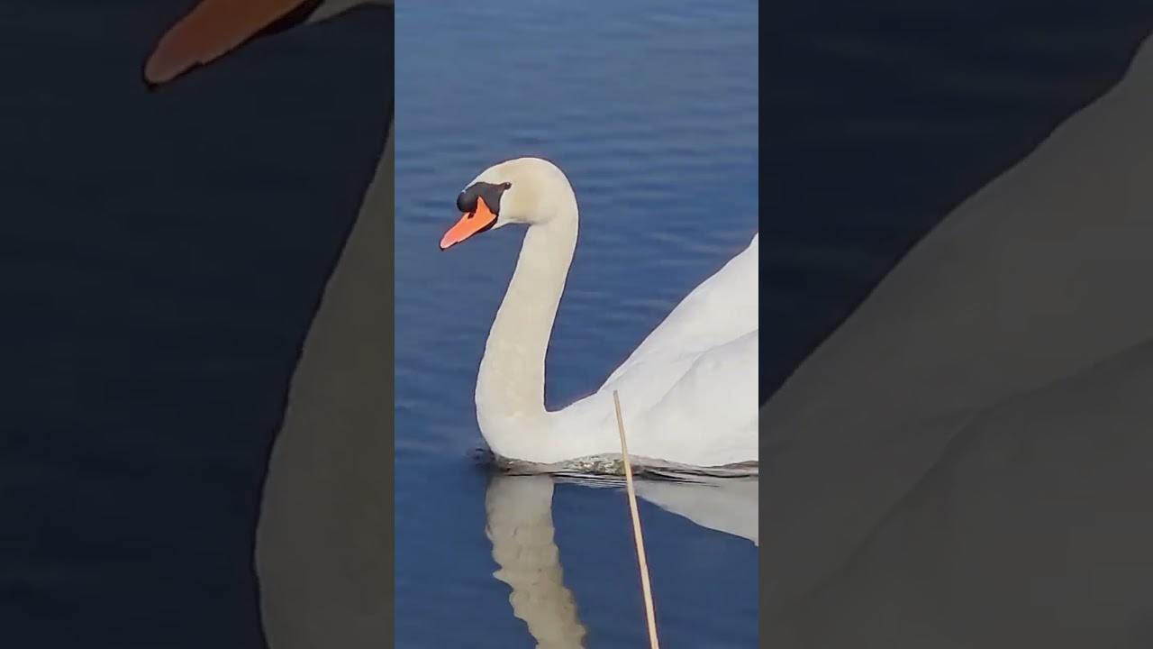 #TheGnomeCopes 04 - #REEL ¿¿??? - #satire #sf #series ? ✝️🪜🤍🦢