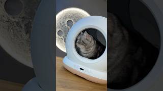 La LETTIERA AUTOMATICA per Gatti a PROVA di Pulizia!