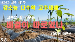[고추재배] 생각 한끗 차이에 확 달라지다 /다수확 비결/생각 전환의 힘