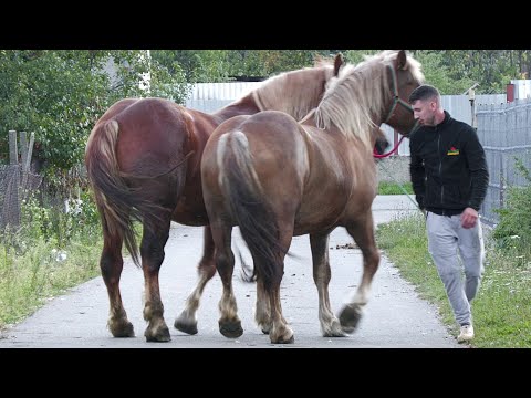 Mânze de 2 ani dl. Sergiu de la Bogei - Tăuteu - Bihor