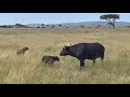 hyena attack new born calf buffalo video