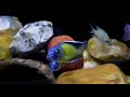 African Cichlids Aulonocara Stuartgranti Usisya Flavescent Peacock Lake Malawi