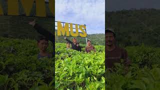 Download lagu Liburan di Kebun teh Jamus, Ngawi,, #Kebunteh #Jamus mp3