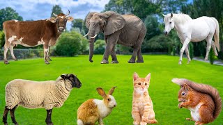 Beautiful Animal Moments - Elephant, Horse, Cow, Cat, Parrot, Squirrel, Rabbit - Familiar Animals