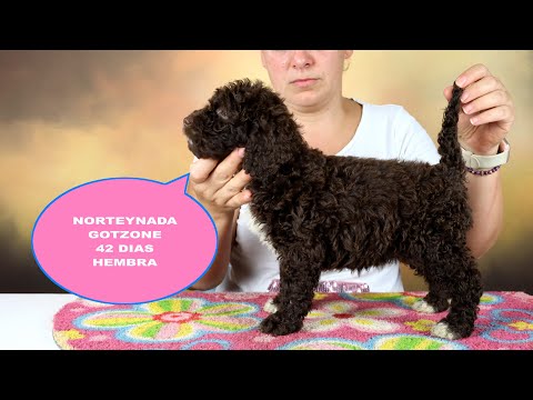 NORTEYNADA GOTZONE 42 DIAS RESERVADA