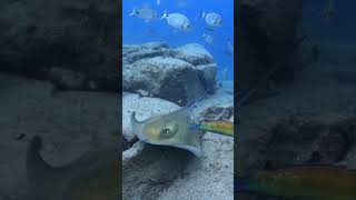 Download lagu Meet a friendly stingray!! #tropical  #lifestyle #diving #ocean mp3