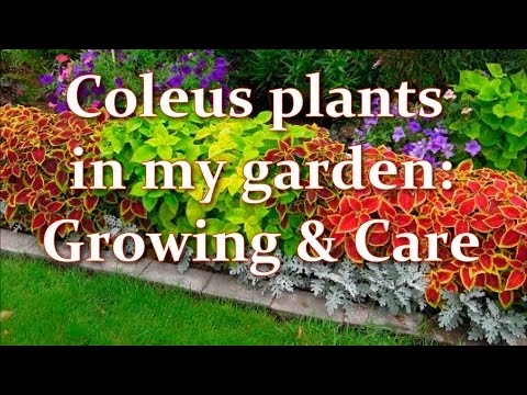 , title : 'Сoleus Plants: How to Grow Coleus from Seed. Propagating, Care, Pruning Coleus | Alexa's Garden'