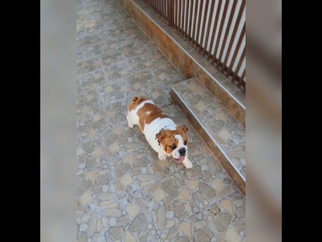 Bulldog Inglés cachorro en venta