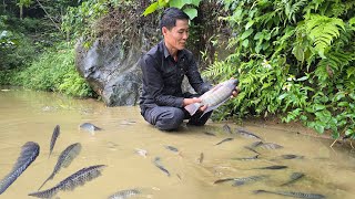 Harvesting Carp (Fish) Going to the Market to Sell - Grilling Fish - Cooking | Solo Survival