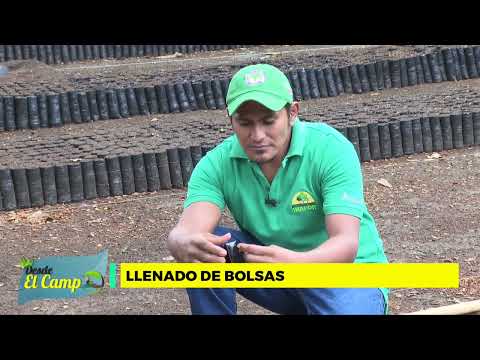 TÉCNINCA ESTABLECIMIENTO DE VIVEROS FORESTALES
