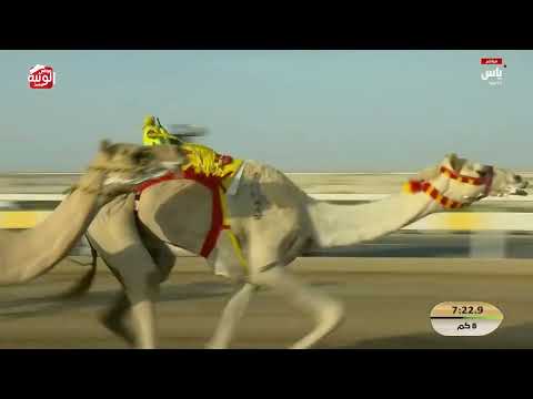 ش 3 (ظن) لـ عبدالعزيز سيف علي بن سويلم الكتبي 12:29:80 ، مهرجان ختامي الشحانية 2026/04/27 حول