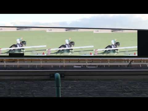 2022 아리마 기념 도쿄 경마장 반응