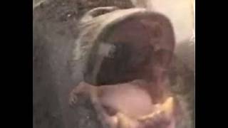 GIANT CHIMP HUMAN-SIZED UPRIGHT New Species Pt. 1 Bili World's Largest