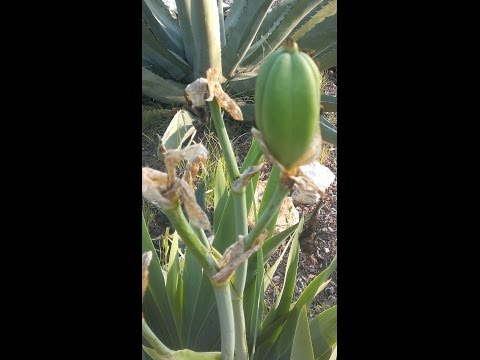 download lagu mp3 mp4 Seed Pods On Iris Plants, download lagu Seed Pods On Iris Plants gratis, unduh video klip Seed Pods On Iris Plants