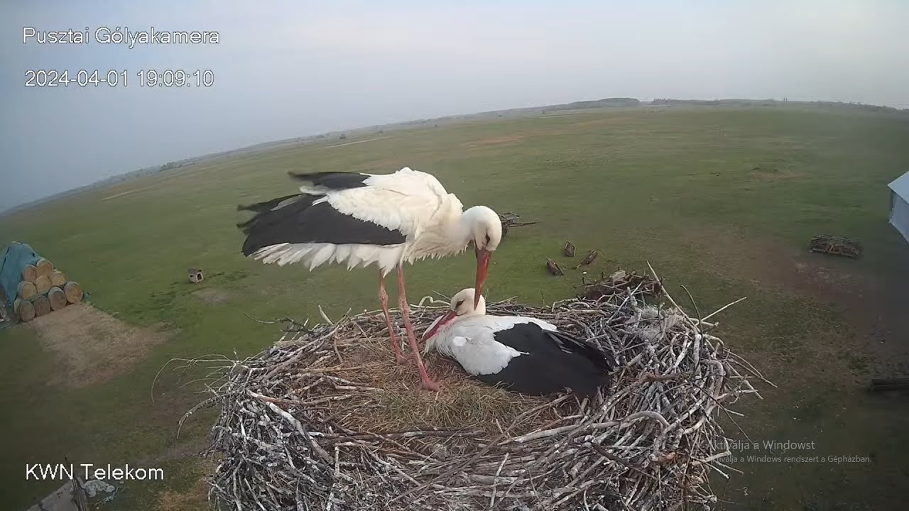 Live webcam view of Nido de cigüeña blanca en la puszta