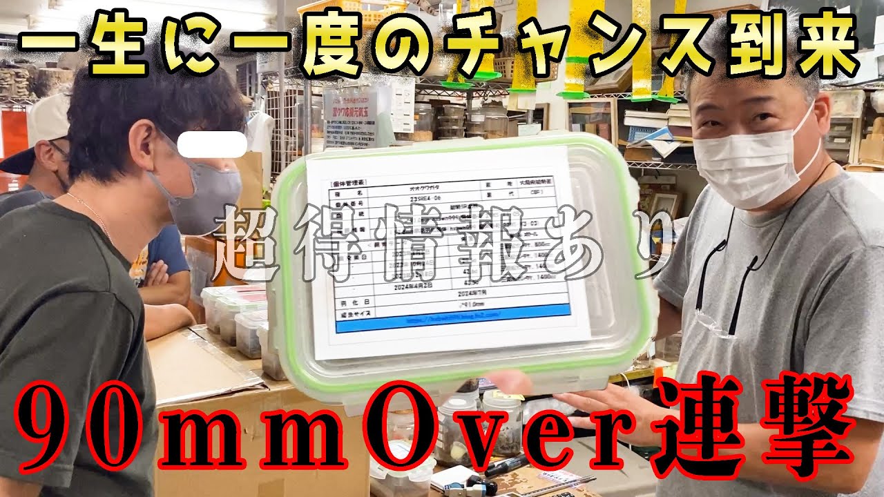 【当然のBIGチャンス】国産オオクワガタNo.1の昆虫が規格外すぎる...