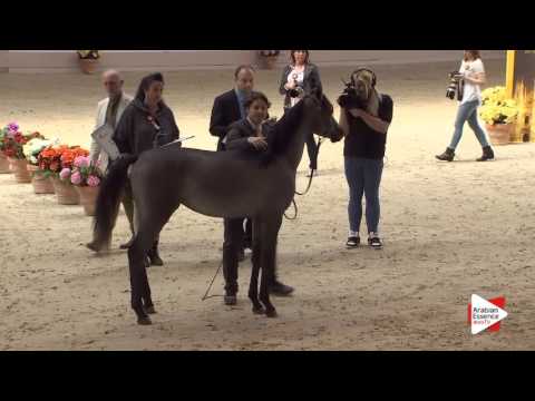 N.109 RK HABIBAH - Milan 2016 - Class Egyptian Fillies