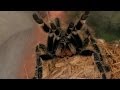 Know If a Tarantula Is About to Attack | Pet Tarantulas