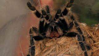Know If a Tarantula Is About to Attack | Pet Tarantulas