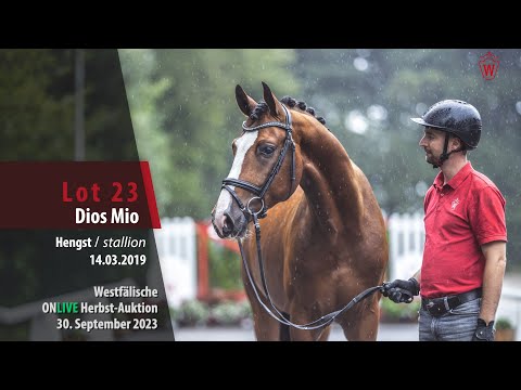 ONLIVE Herbst-Auktion Lot 23 Dios Mio Hengst v. Diamond Deluxe - Lissaro