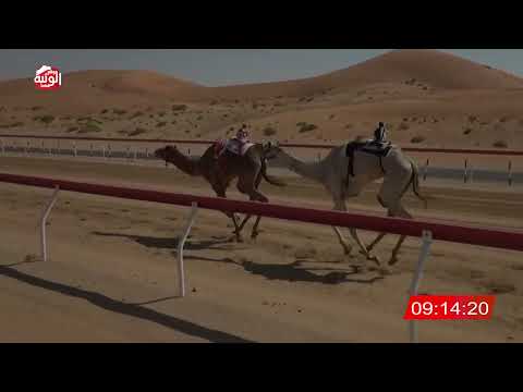 ش 2 (مهدية) لـ احمد محمد مبارك الخييلي   13:21:22 , شارة الديوان 2026/2/22 حول زمول الوقن