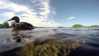 preview picture of video 'GoPro Port Sydney View - Muskoka District, Ontario, Canada'