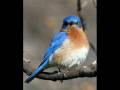 The Blue Bird, Randall Wong, Male Soprano