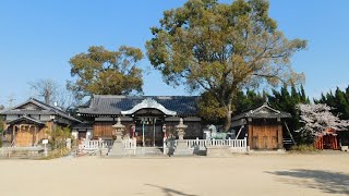 住吉神社（大久保町）　桜