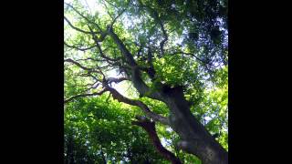 Autumn Song by Kim Green