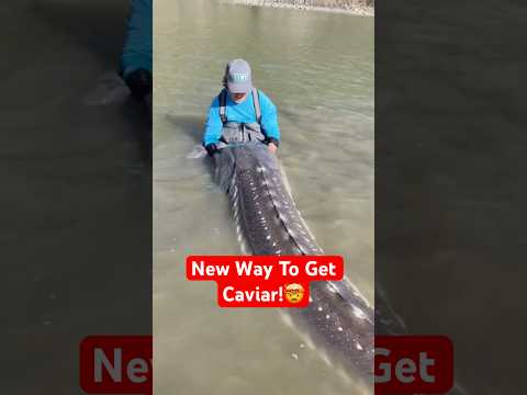 The New Way to Harvest Caviar Without Harming Beluga Sturgeon