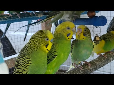 "4 Hours of Happy Budgies 🐦 | Gentle Chirping for Calm & Joy"