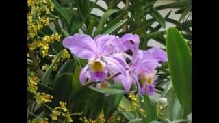 preview picture of video 'ORCHIDS AND FLOWERS - WASHINGTON D.C. BOTANICAL GARDEN - ORQUÍDEAS E FLORES -'