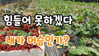 내가 머슴인가? 힘들어 못하겠다